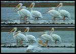 (61) pelican montage.jpg    (1000x720)    285 KB                              click to see enlarged picture
